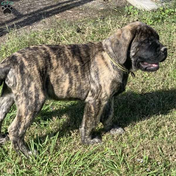 Honey, English Mastiff Puppy